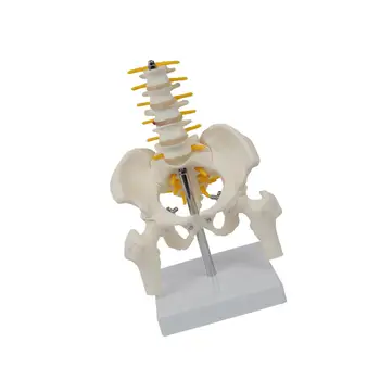 Человеческий таз из ПВХ с костями таза и ног Обучающая игрушка-головоломка в натуральную величину